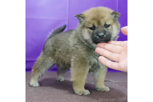 成約済の愛知県の柴犬-368539の2枚目